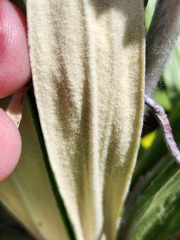 Celmisia spectabilis spectabilis