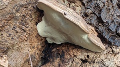 Ganoderma applanatum