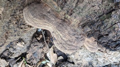 Ganoderma applanatum