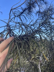 Eriodictyon altissimum