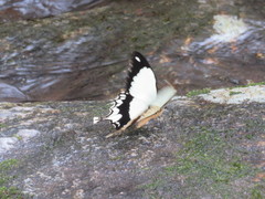 Papilio dardanus tibullus