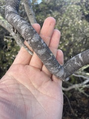 Eriodictyon altissimum