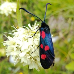 Zygaena angelicae