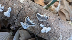 Schizophyllum commune