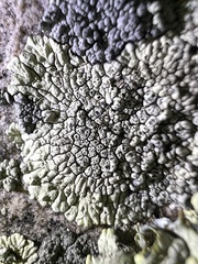 Dimelaena