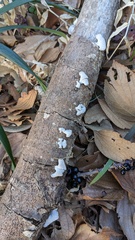 Schizophyllum commune