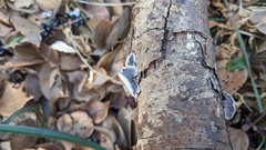 Schizophyllum commune