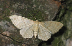 Idaea dilutaria