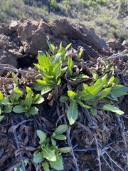 Stephanomeria cichoriacea