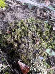 Clavascidium lacinulatum