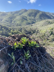 Stephanomeria cichoriacea