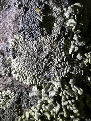 Dimelaena