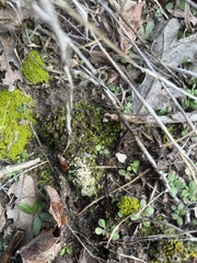 Clavascidium lacinulatum