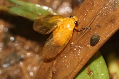 Catrimania livida