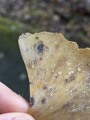 Bartheletia paradoxa