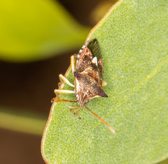 Oechalia schellenbergii