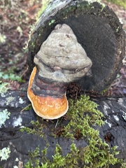 Fomitopsis