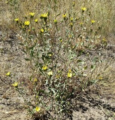 Grindelia