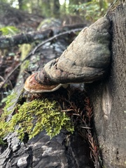 Fomitopsis