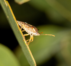 Oechalia schellenbergii