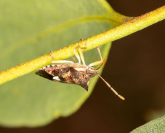 Oechalia schellenbergii