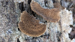 Trichaptum byssogenum