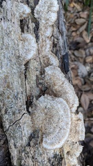 Trichaptum byssogenum
