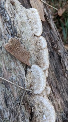 Trichaptum byssogenum