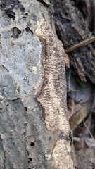 Trichaptum byssogenum