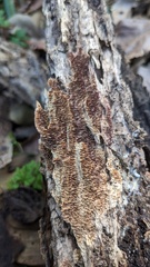 Trichaptum byssogenum