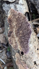 Trichaptum byssogenum