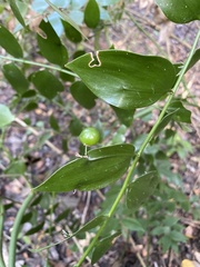Semele