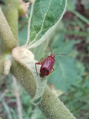 Horciasinus argentinus