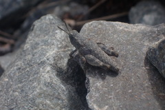 Brachaspis nivalis