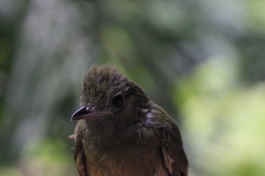 Mionectes oleagineus