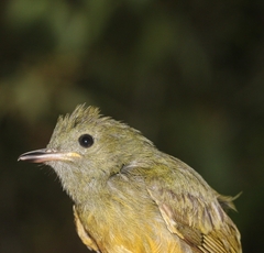 Mionectes oleagineus