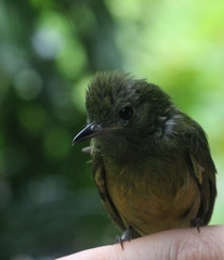 Mionectes oleagineus