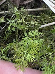 Eupatorium compositifolium