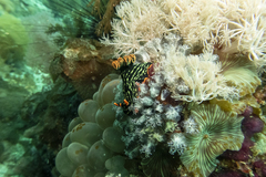 Nembrotha kubaryana