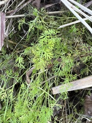 Eupatorium compositifolium