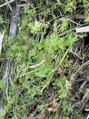 Eupatorium compositifolium