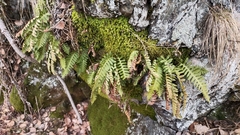 Polypodium
