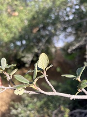 Cercocarpus betuloides