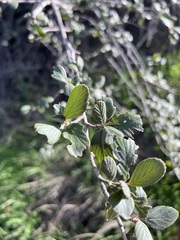 Cercocarpus betuloides