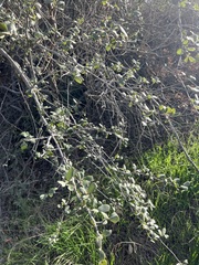 Cercocarpus betuloides