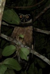 Pulsatrix perspicillata