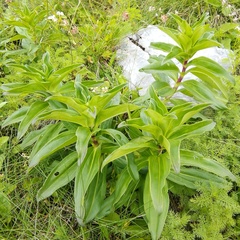 Gentiana cruciata cruciata