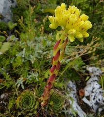 Sempervivum heuffelii