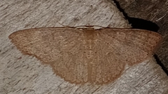 Cosymbiini