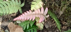 Blechnum occidentale